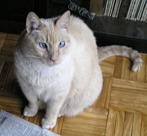 Rascalbear's big blue eyes.