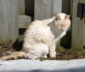 Sunny Rascalbear.