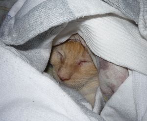 Rascalbear in the sock pile.